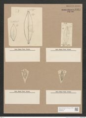 Diatomeae indet. Zeichnungen Sammlung Grunow Nr. 1444 (NHMW-BOT-W0368434)
